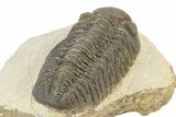 Excellent Phacopid (Morocops) Trilobite - Morocco #253695-5